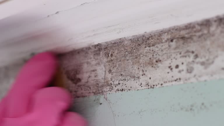 Professional Mold Removal in Elgin, TX